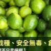 檸檬社
