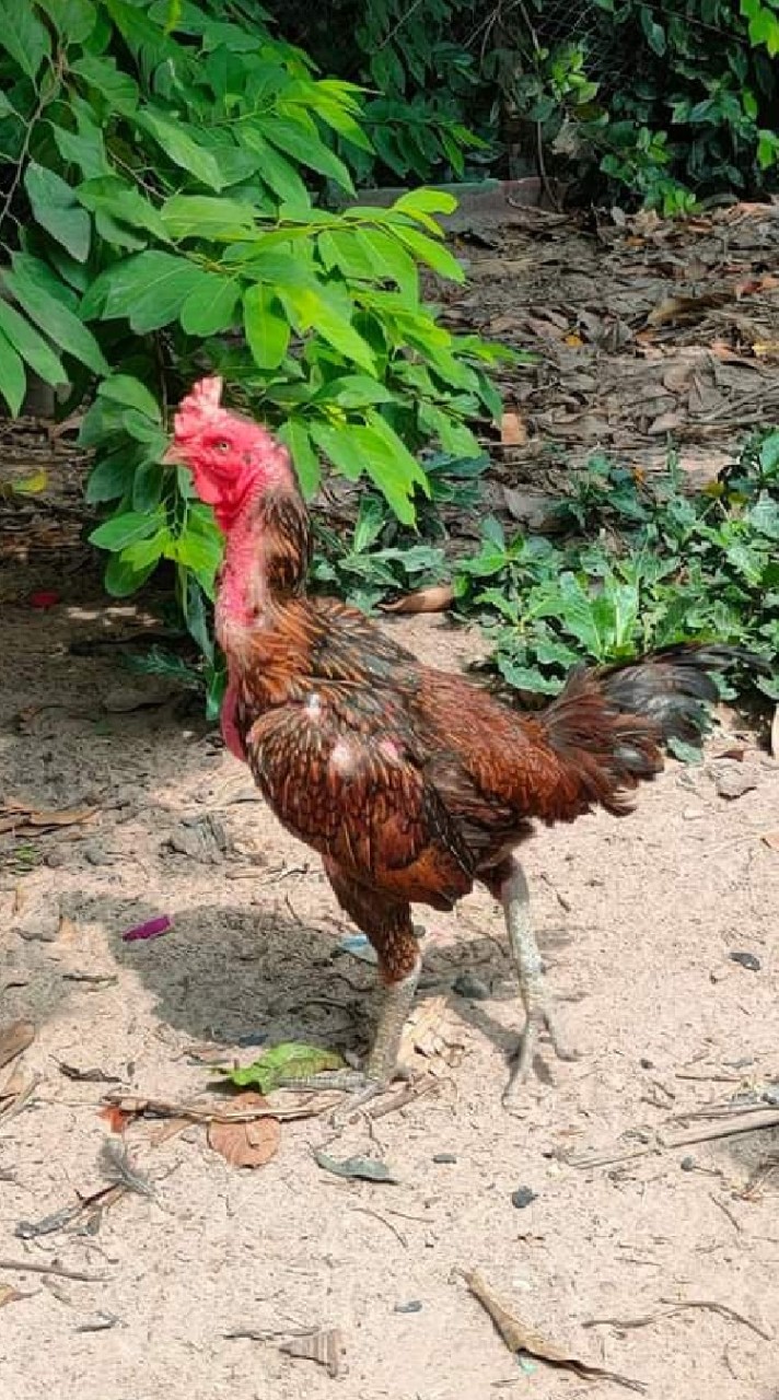 TTKรันนิ่งอุบล แหล่งพัฒนาไก่ชนพม่า ตีเชิง