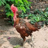 TTKรันนิ่งอุบล แหล่งพัฒนาไก่ชนพม่า ตีเชิง