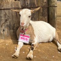 BBMD"バイバイマスクデー千葉中心に関東勢"