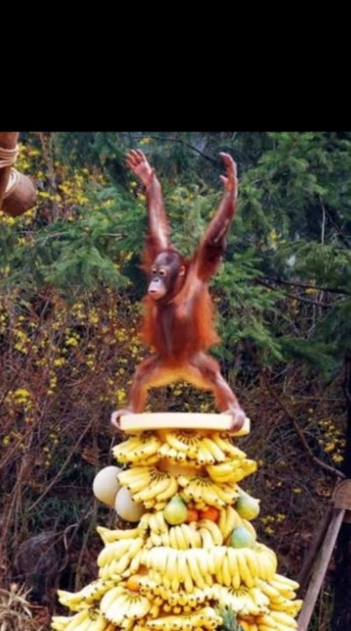 🐒ばななの園