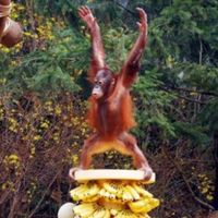 🐒ばななの園