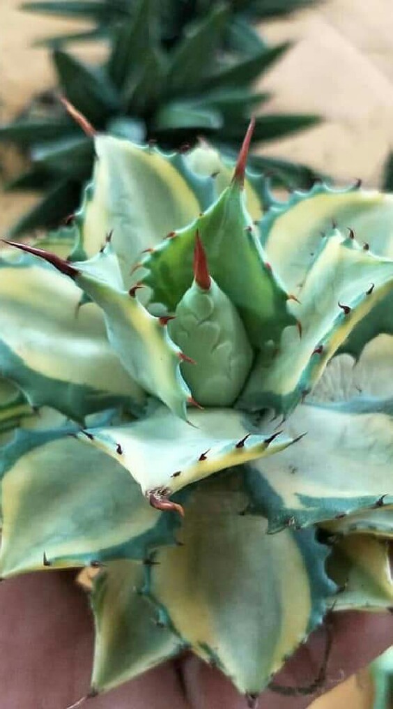 agave cactus rare plants