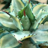 agave cactus rare plants