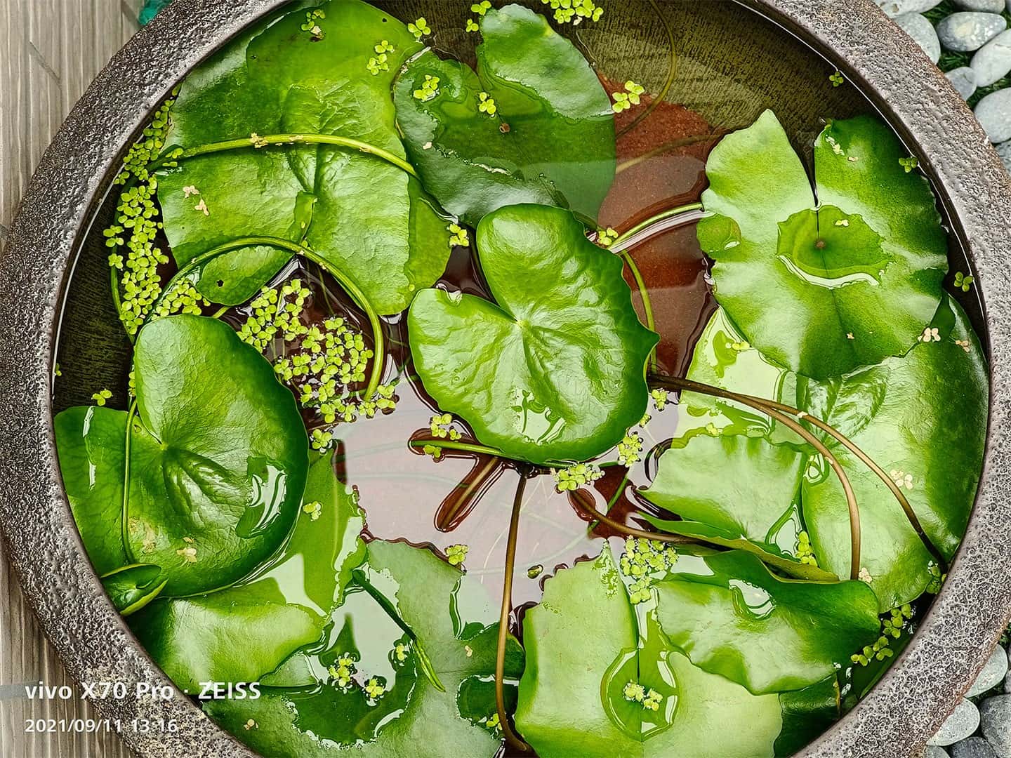 新世代蔡司攝影旗艦 vivo X70 Pro 深度評析，大量實拍測試見真章！