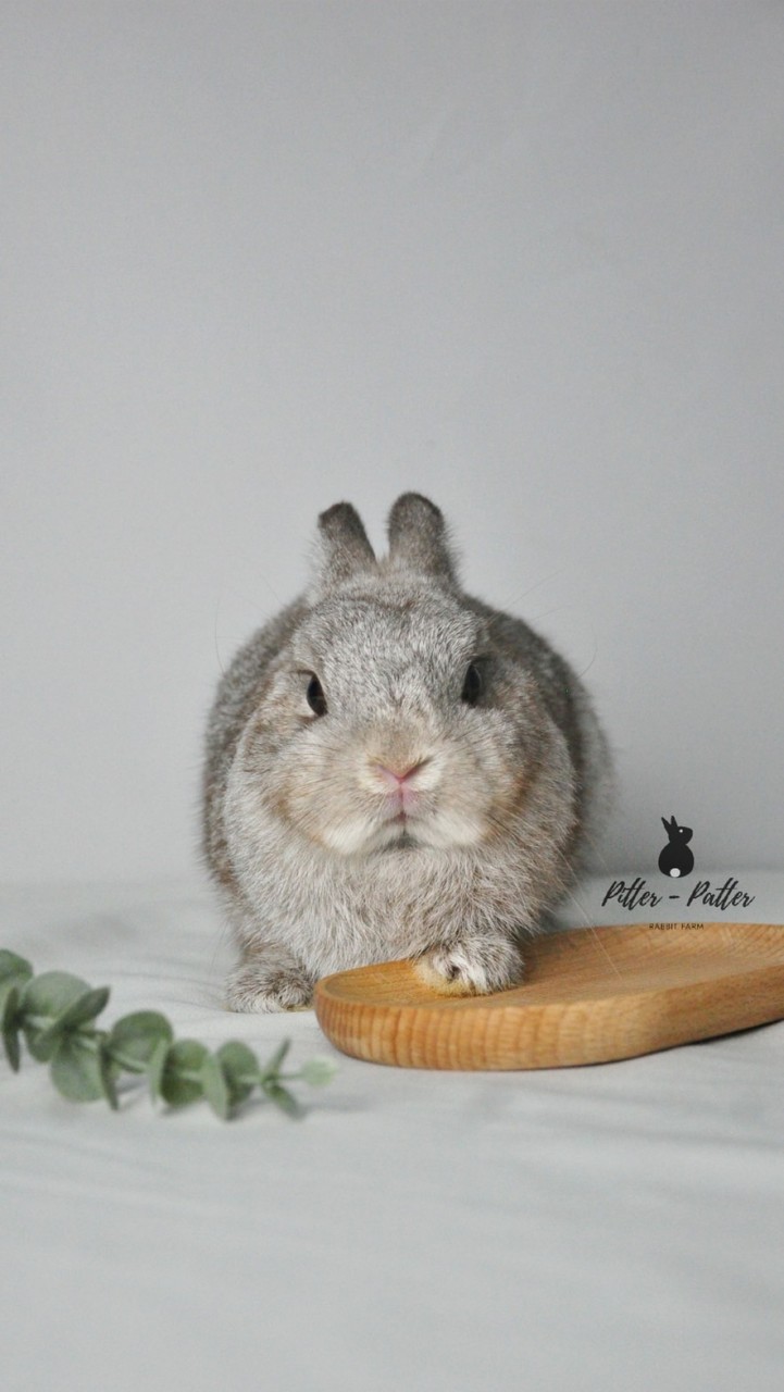 Pitter-Patter Rabbit Farm