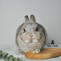 Pitter-Patter Rabbit Farm