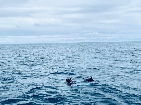 「花蓮旅遊」花蓮租車三天二夜輕旅行自駕遊，盛夏消暑追鯨趣-花蓮永宬租車，老時光燒肉酒肴，欣欣麵館不是麵店，小花公寓民宿與窩WOW青年旅館直擊分享