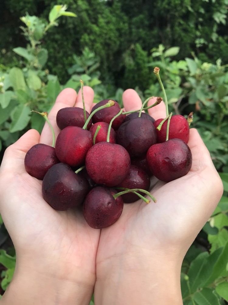 下殺 華盛頓櫻桃9.5R禮盒1組2盒