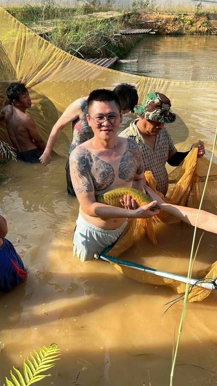 龍騰精品龍魚AHOP  掠食者