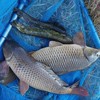 🐟ガサガサ🐟大好きな人集まれ