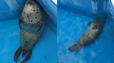 遊客發現一隻萌海獅靠在水池旁邊 睡著睡著就沉下去了...