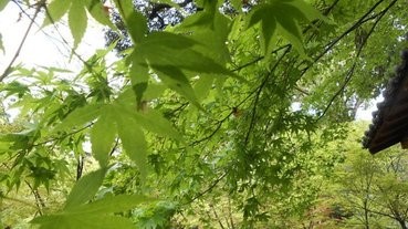 【綠油油之旅】日本京都 初夏賞青楓