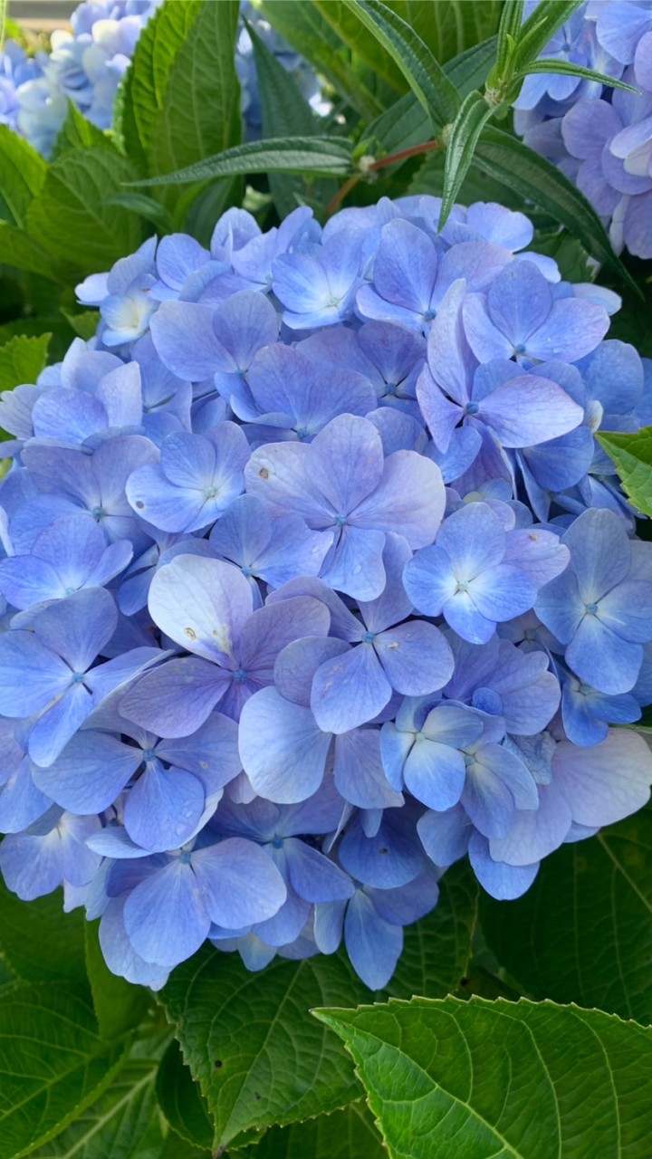 DB & 樂活 植物精油群
