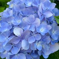 DB & 樂活 植物精油群