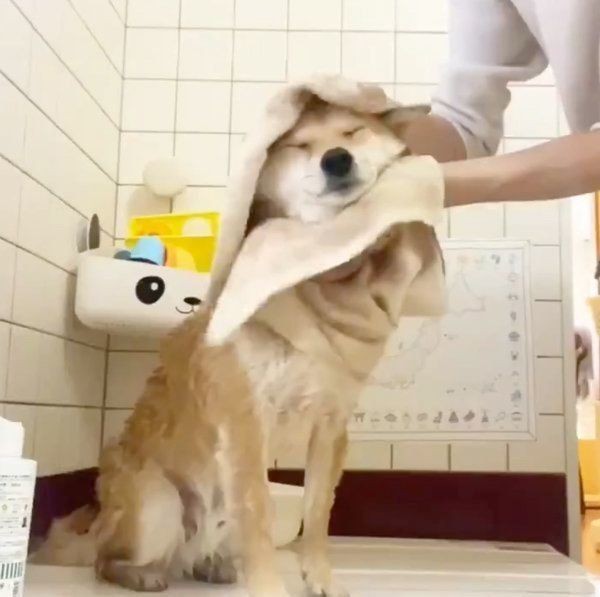 飼い主さんのことが大好き 愛犬が見せるしぐさ５選
