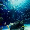 水族館 擬人化なりきり
