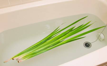 日本人也會拿菖蒲來泡澡 比你想像中還要 端午節 的日本人 口袋日本 Line Today