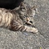 明るい社会不適合者
