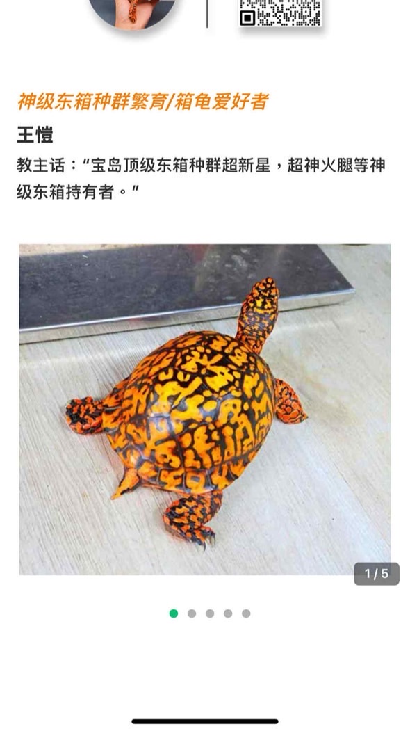 火神腿家族_美國東部箱龜精品