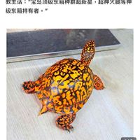 火神腿家族_美國東部箱龜精品