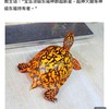 火神腿家族_美國東部箱龜精品