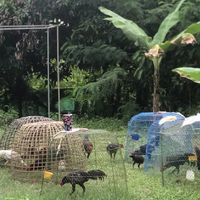 ซุ้มไก่ชนบ้านเขมิกา🐔💸