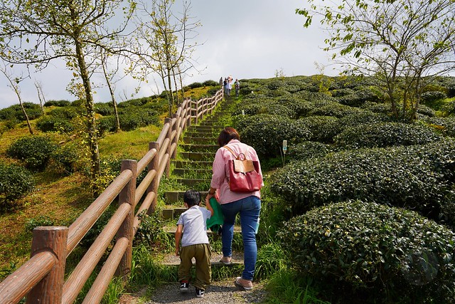 大崙山觀光茶園