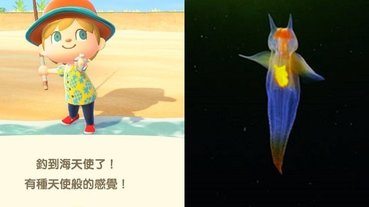 真正的「海天使」就是這麼夢幻，潛水攝影師捕捉到《動物森友會》知名生物本體！