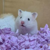 Mimimumuhamster