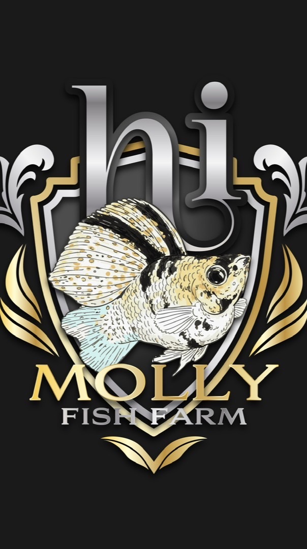 Hi Molly Fish 🐠