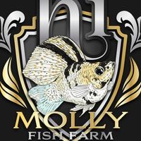 Hi Molly Fish 🐠