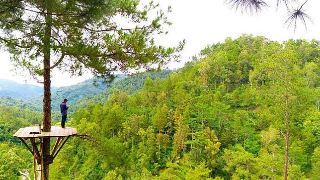 4 Wisata Hutan Pinus Di Jawa Timur Yang Keren Abis Buat Foto