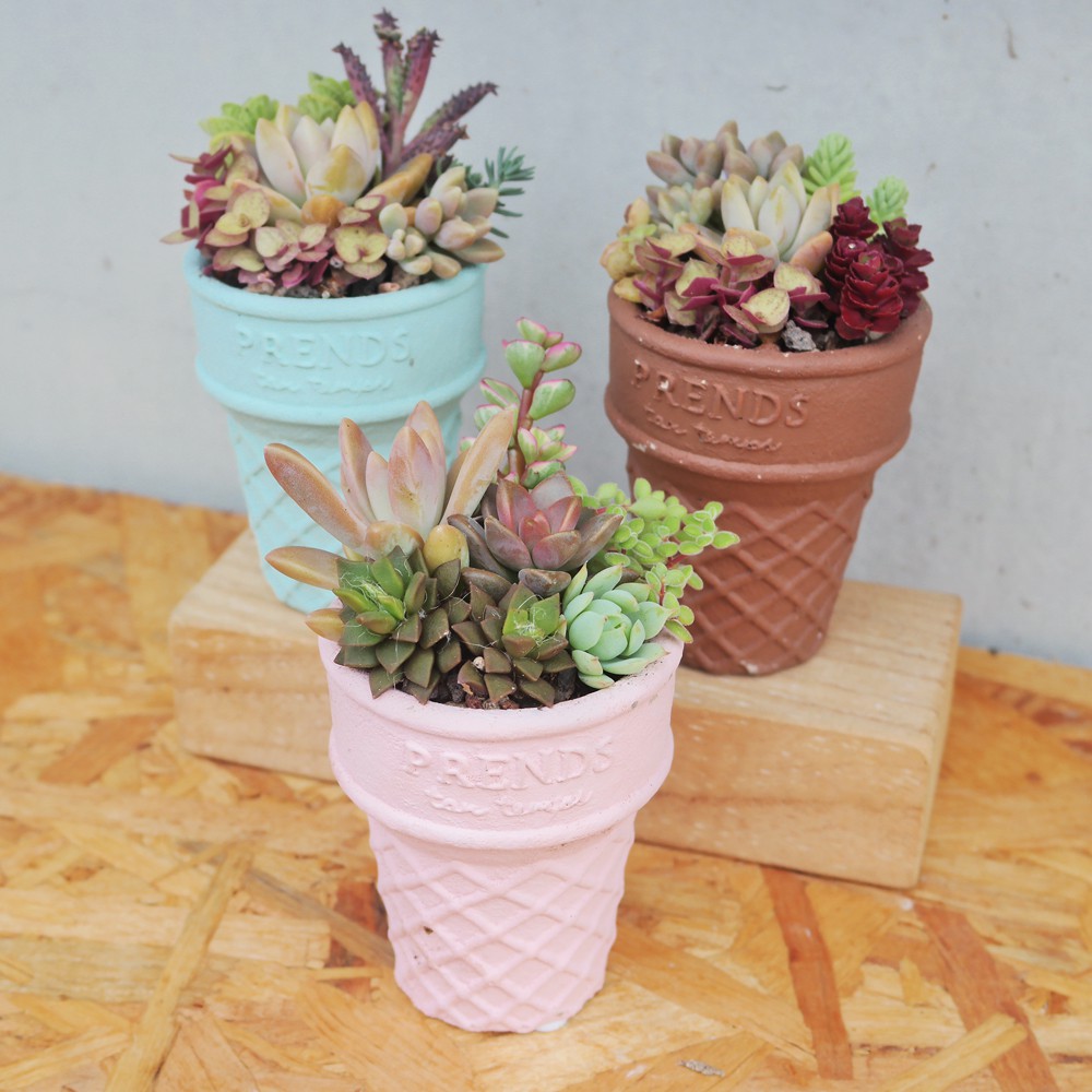 荳荳多肉植物與小雜貨-日式冰淇淋多肉植栽組合