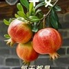 好心情。風景。流水。美食笑話。各宗教。廟宇建築慶典。各品種蓮花荷花欣賞小社群