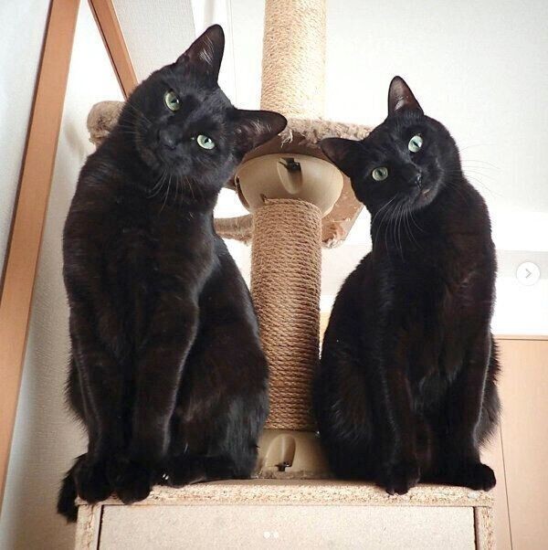 おうち時間を楽しむなら洋服も可愛く 猫パーカー