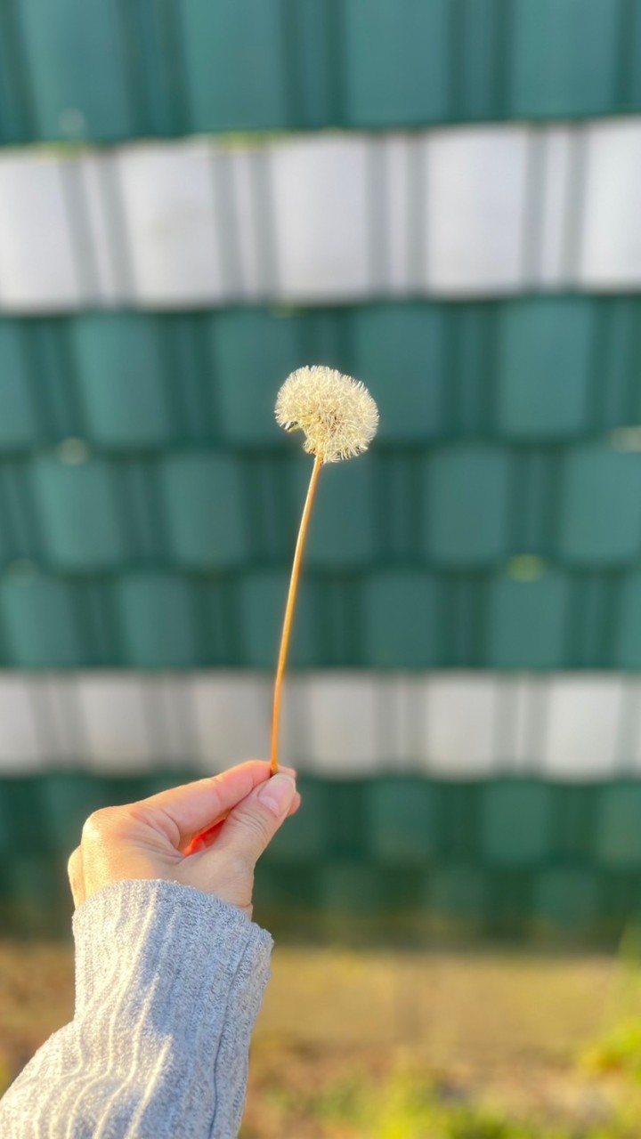 LuisaBlossom手作花