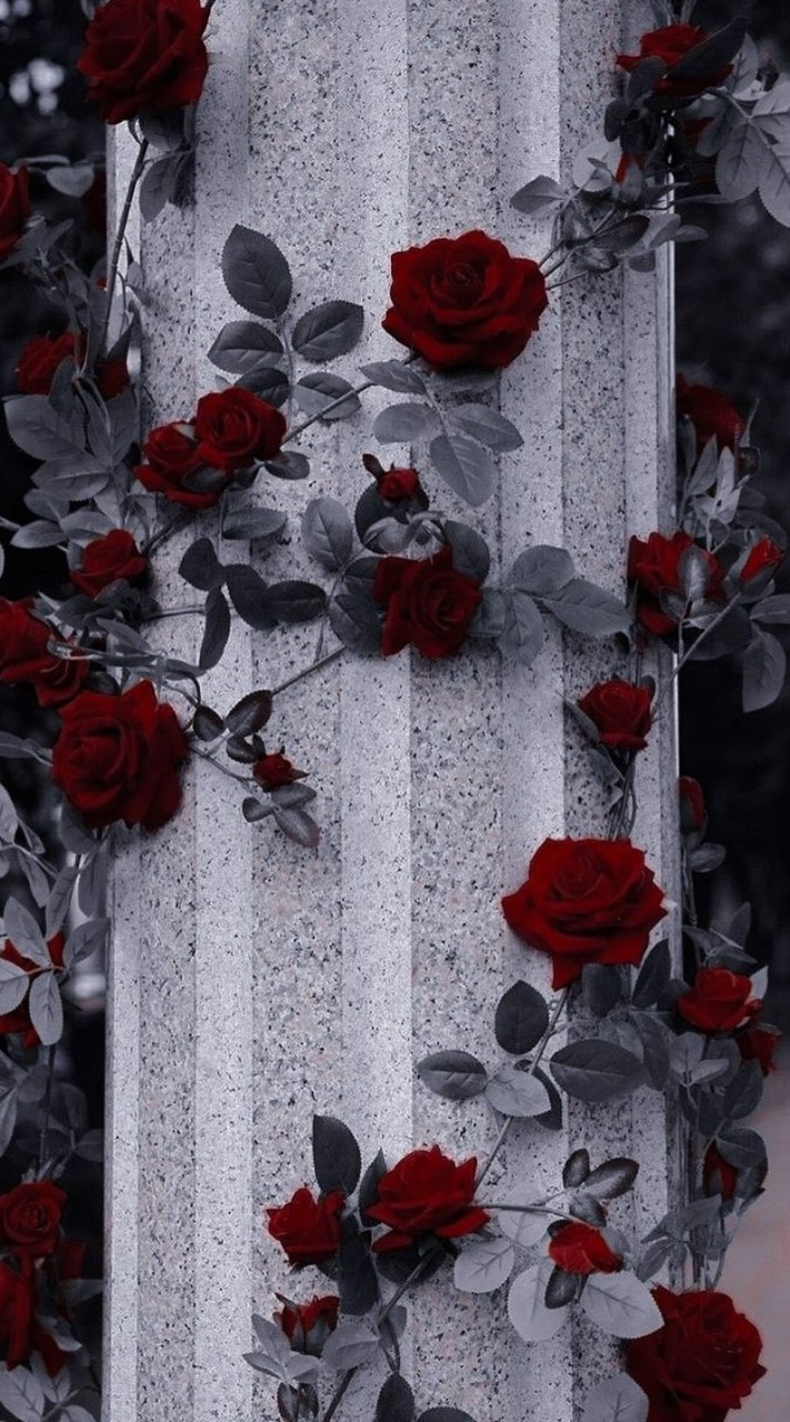 折薔薇 🥀