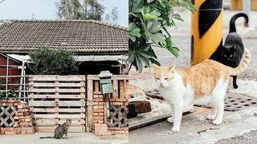 台南「台鹼日式宿舍群」 高級住宅變貓咪樂園