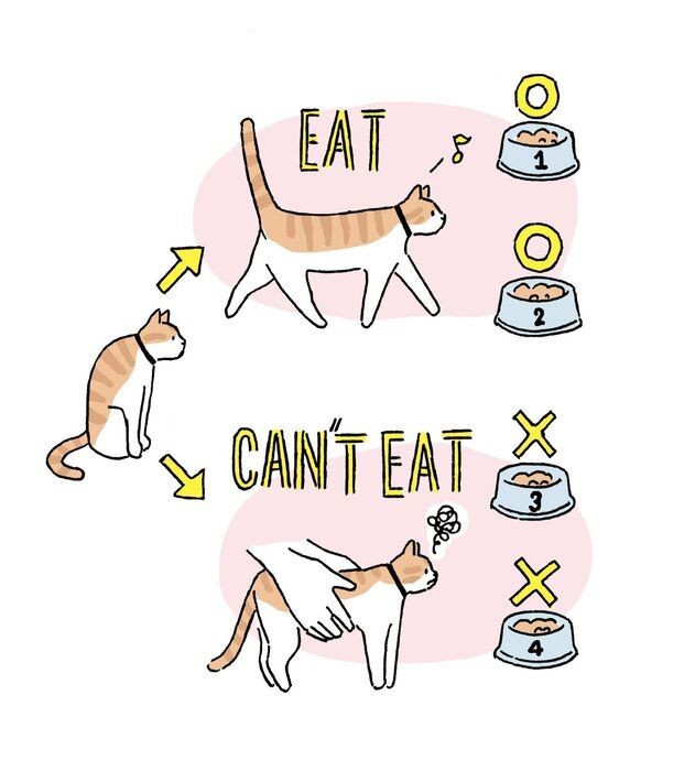 過去のことを覚えていた 猫の心理学 からわかること