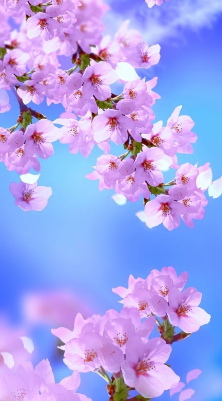 🌹癒しの三重のお部屋🌹アラフォーからの集い🌸まったりのんびり、たまに真面目に語りませんか❔