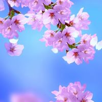 🌹癒しの三重のお部屋🌹アラフォーからの集い🌸まったりのんびり、たまに真面目に語りませんか❔