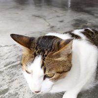 貓空騎公路車