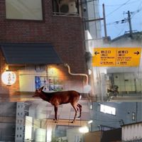 🌸野江🌸大阪府大阪市🌸ヒガシ🌸城東区🌸