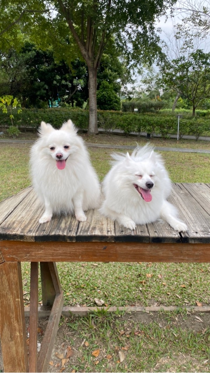 狐狸生活圈