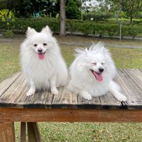 狐狸生活圈