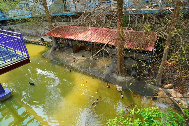 中部景點,斗六景點,斗六花旗木,近水樓台,近水樓台湖畔森林咖啡,近水樓台湖畔森林咖啡交通資訊,近水樓台湖畔森林咖啡停車場,近水樓台湖畔森林咖啡停車場花旗木,近水樓台湖畔森林咖啡門票,雲林IG打卡點,雲林景點,雲林網美景點,雲林花旗木近水樓台湖畔森林咖啡花旗木