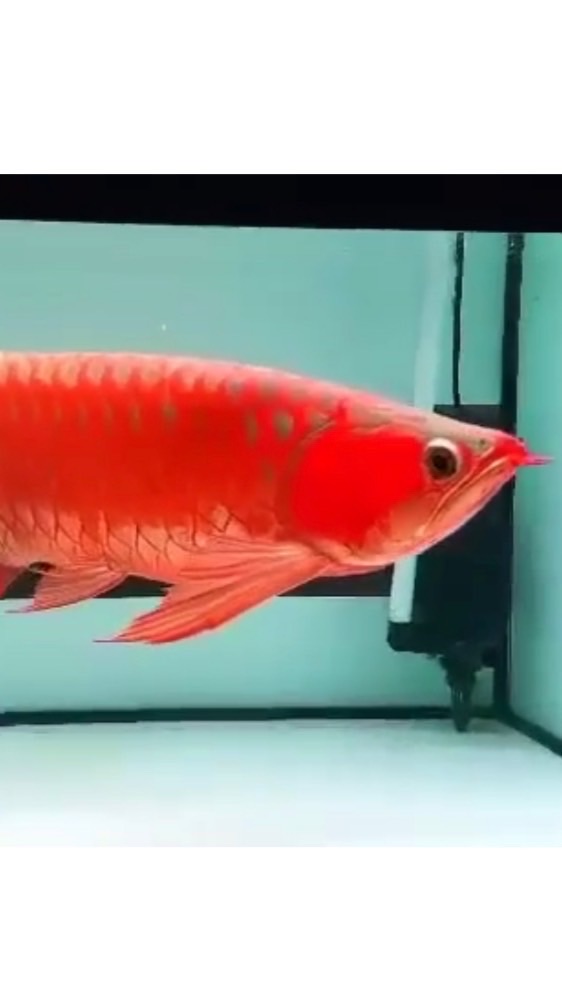 小品專業龍魚貿易