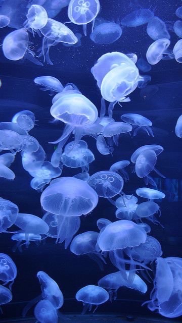 海月の残り香。