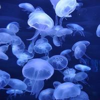 海月の残り香。